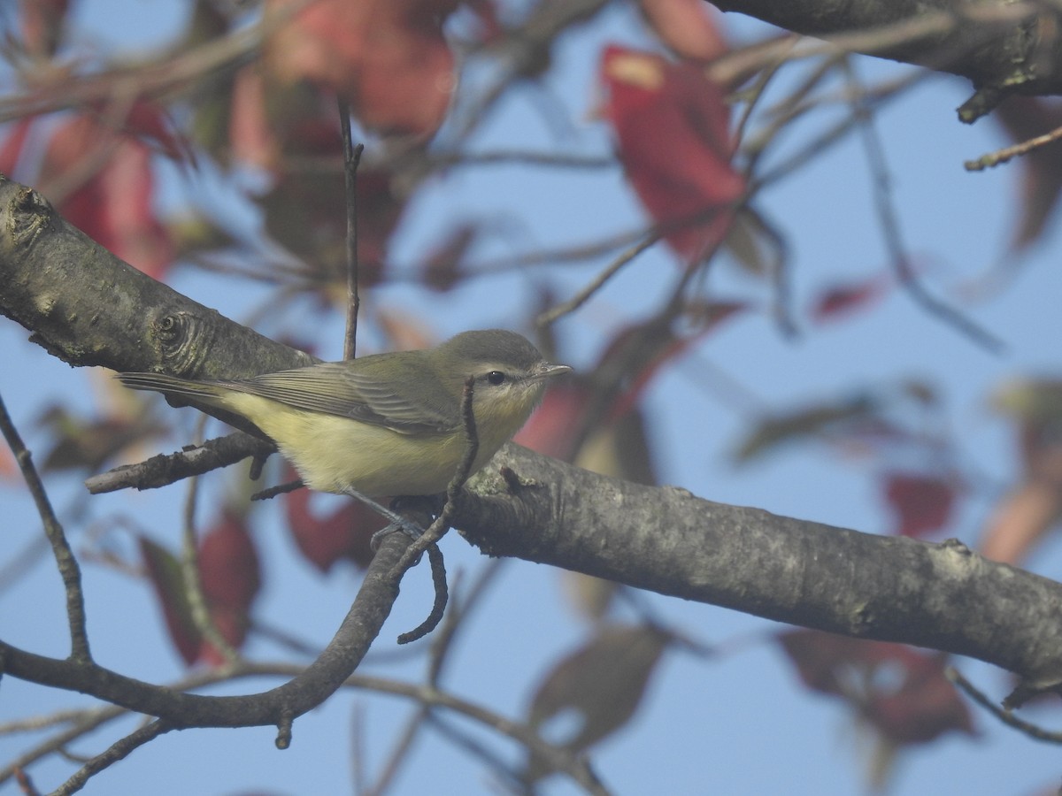 Philadelphia Vireo - ML624007965