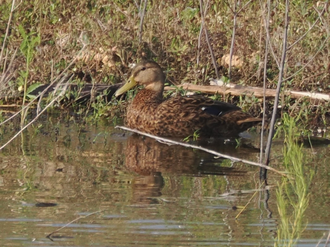 Mexican Duck - ML624007966