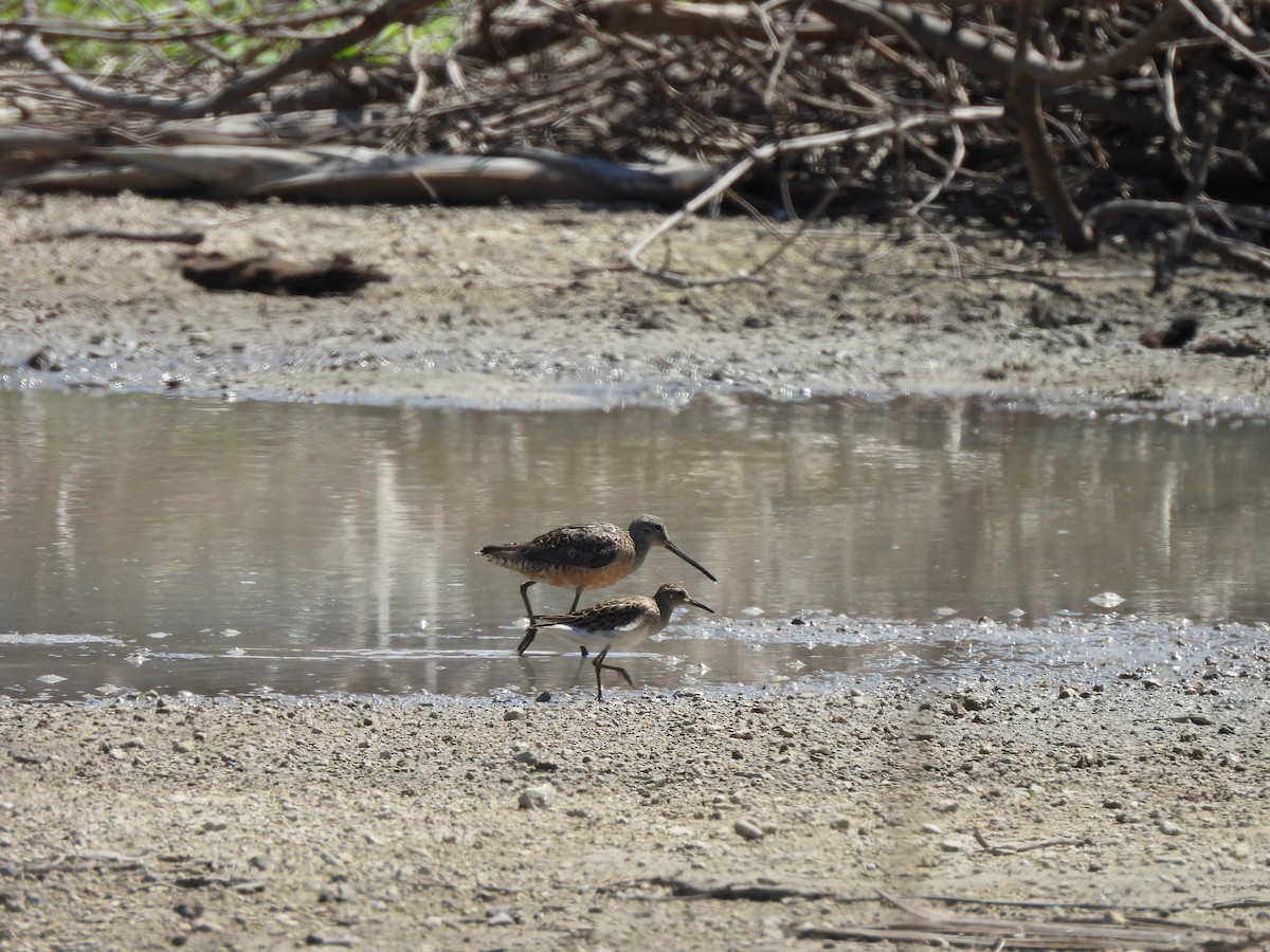 Long-billed Dowitcher - ML624007971