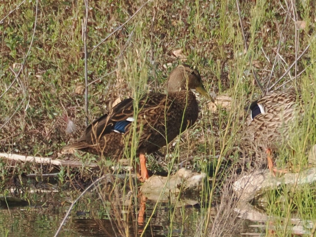 Mexican Duck - ML624007974