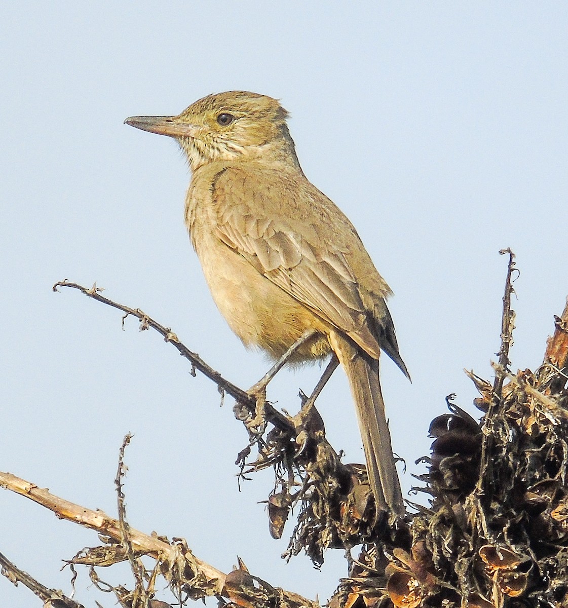 Great Shrike-Tyrant - ML624007975