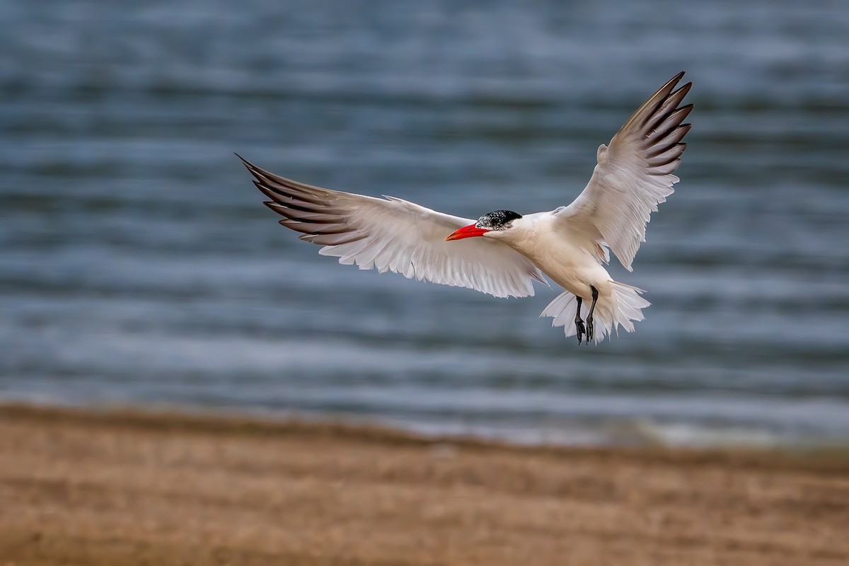 Caspian Tern - ML624007979