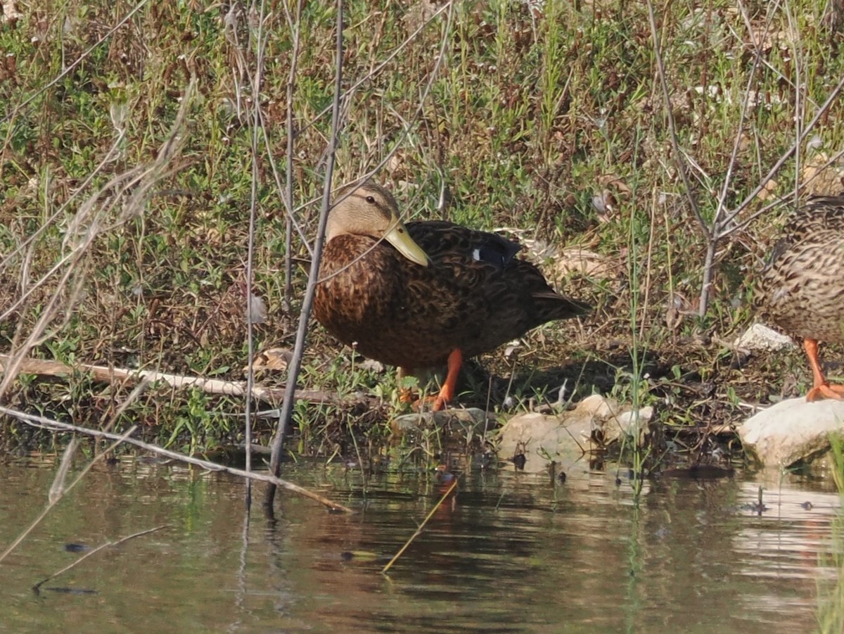 Mexican Duck - ML624007996