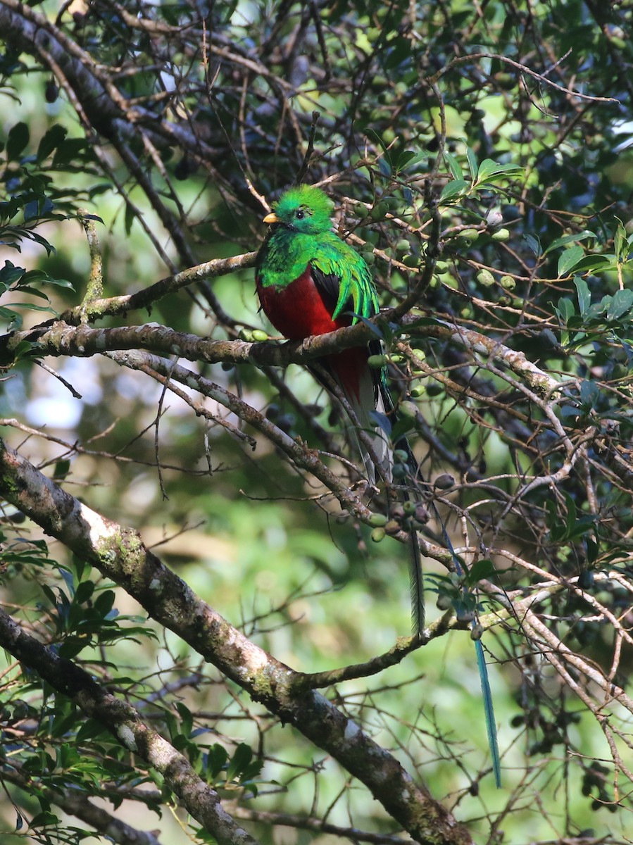 Resplendent Quetzal - ML624007998