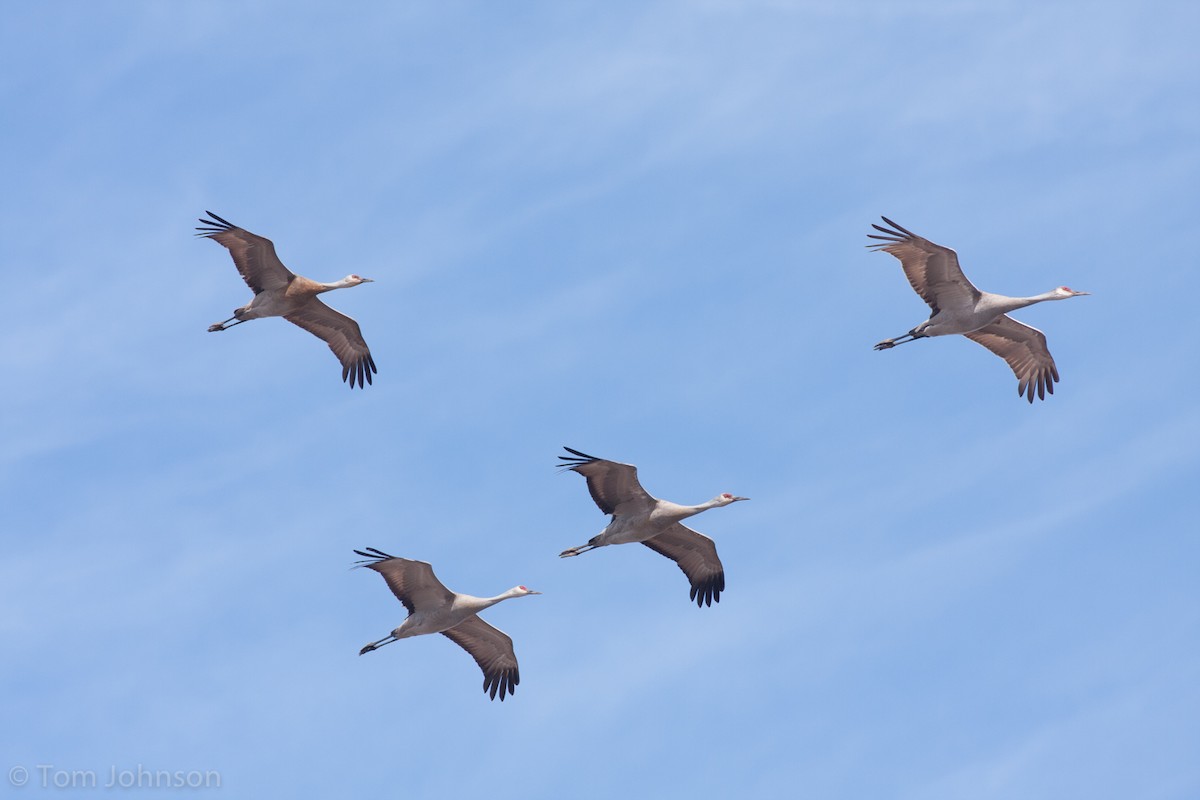 Grulla Canadiense - ML62400801