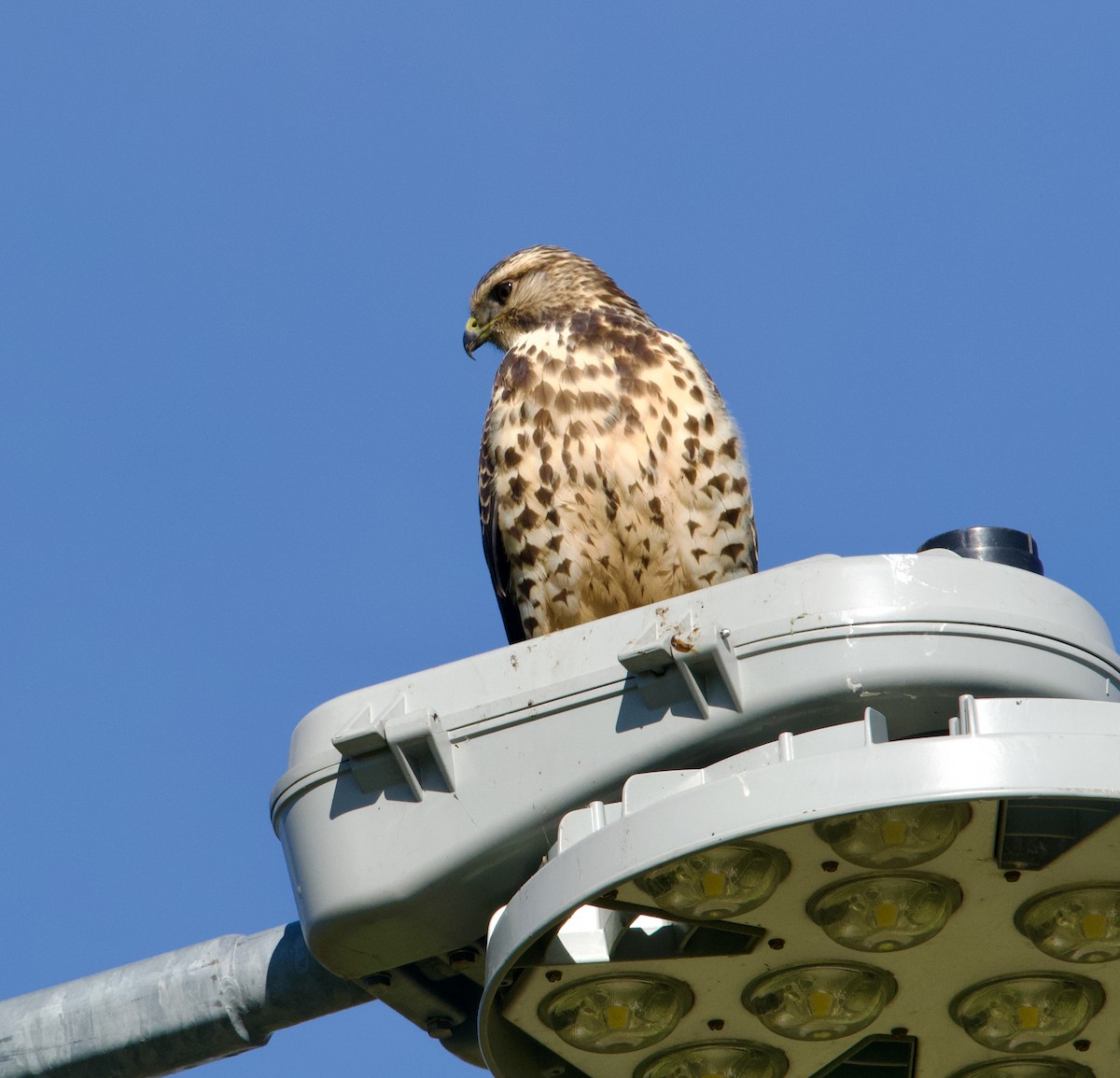 Swainson's Hawk - ML624008018