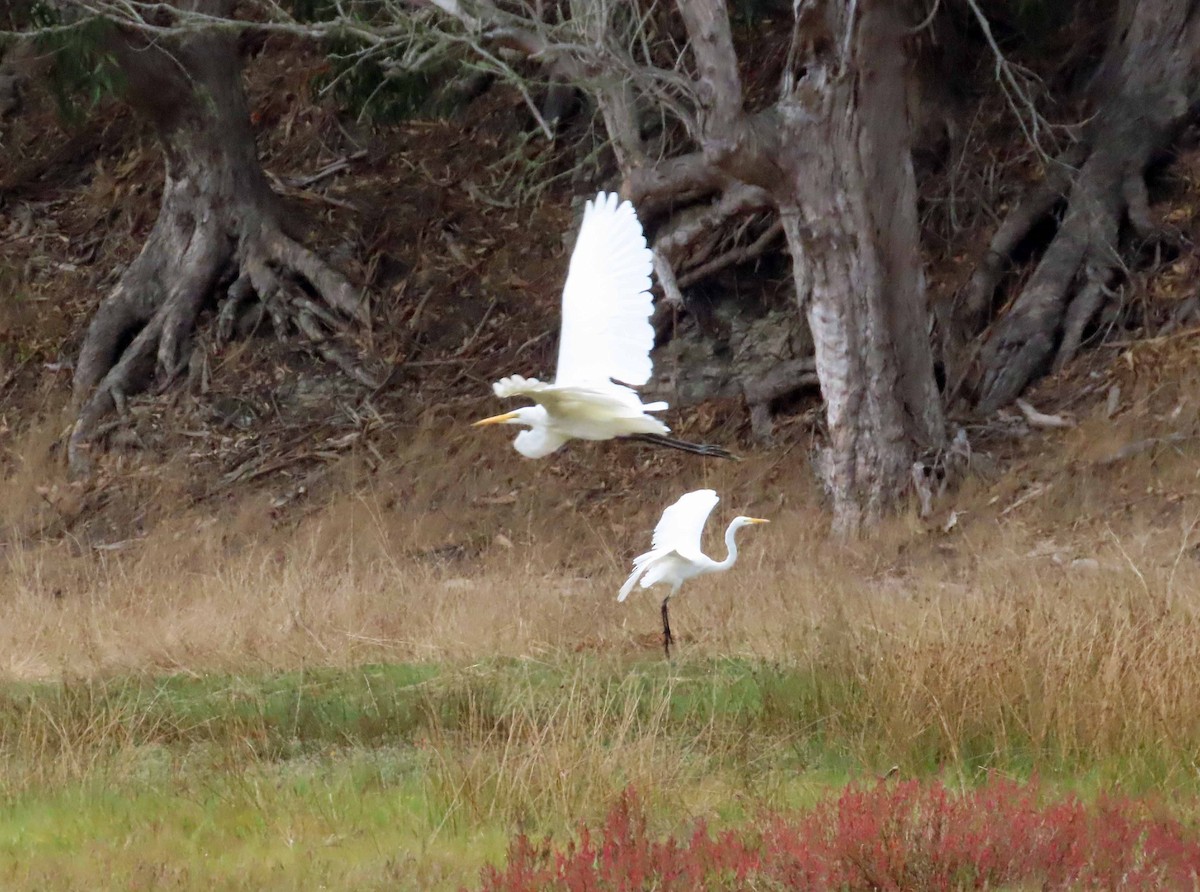 Great Egret - ML624008020