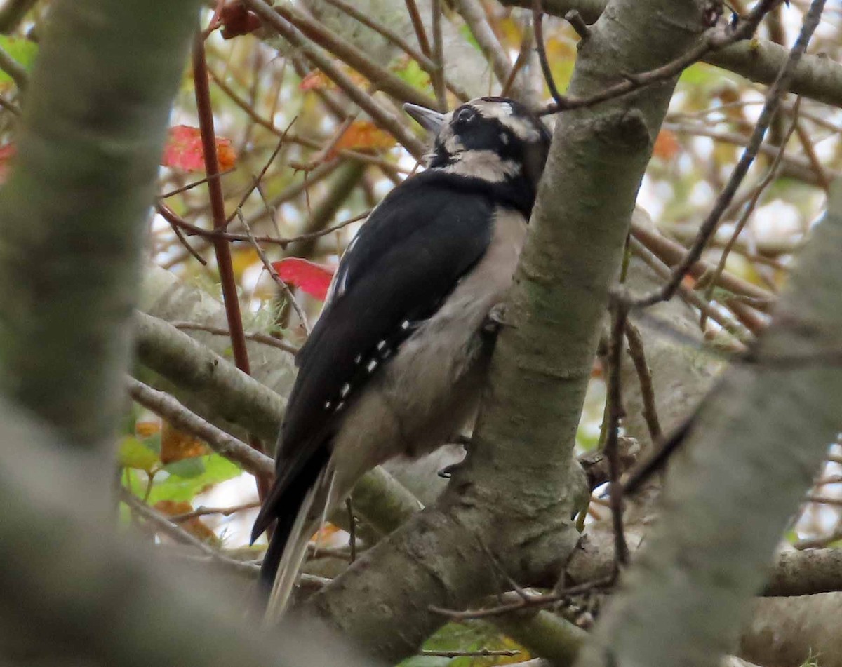 Hairy Woodpecker - ML624008022