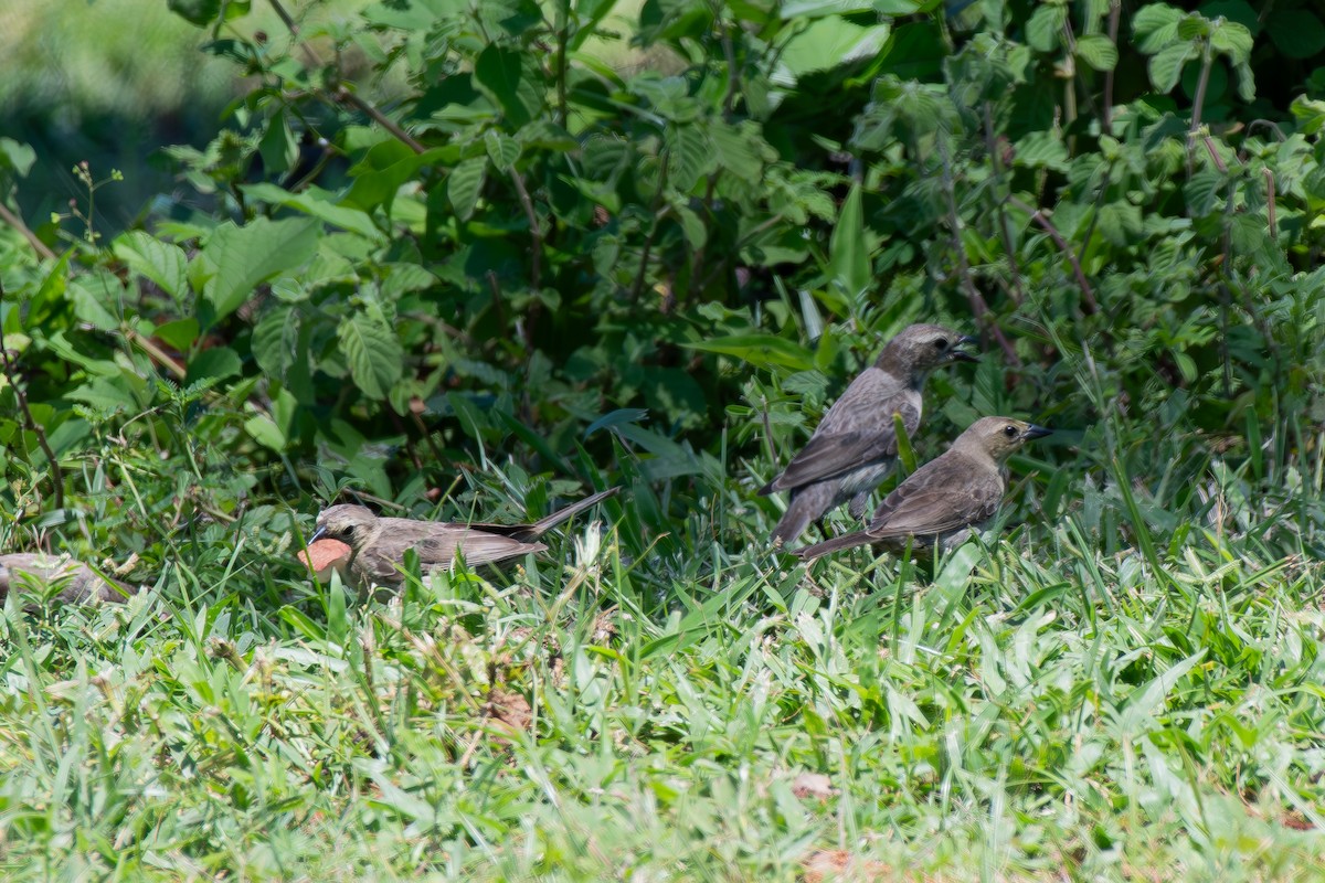 Shiny Cowbird - ML624008037