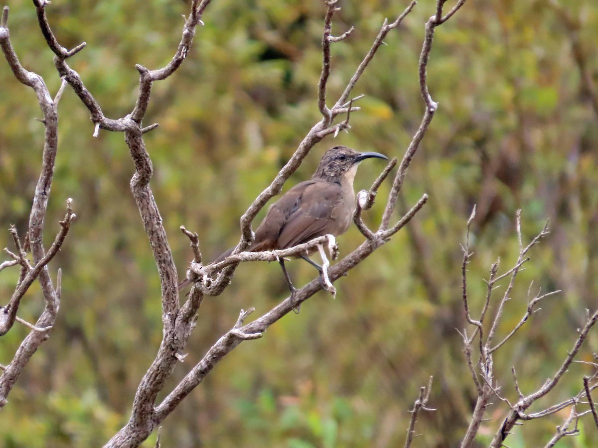 California Thrasher - ML624008041