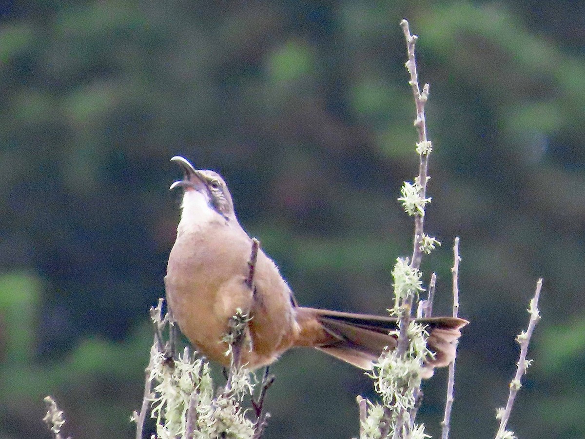 California Thrasher - ML624008042