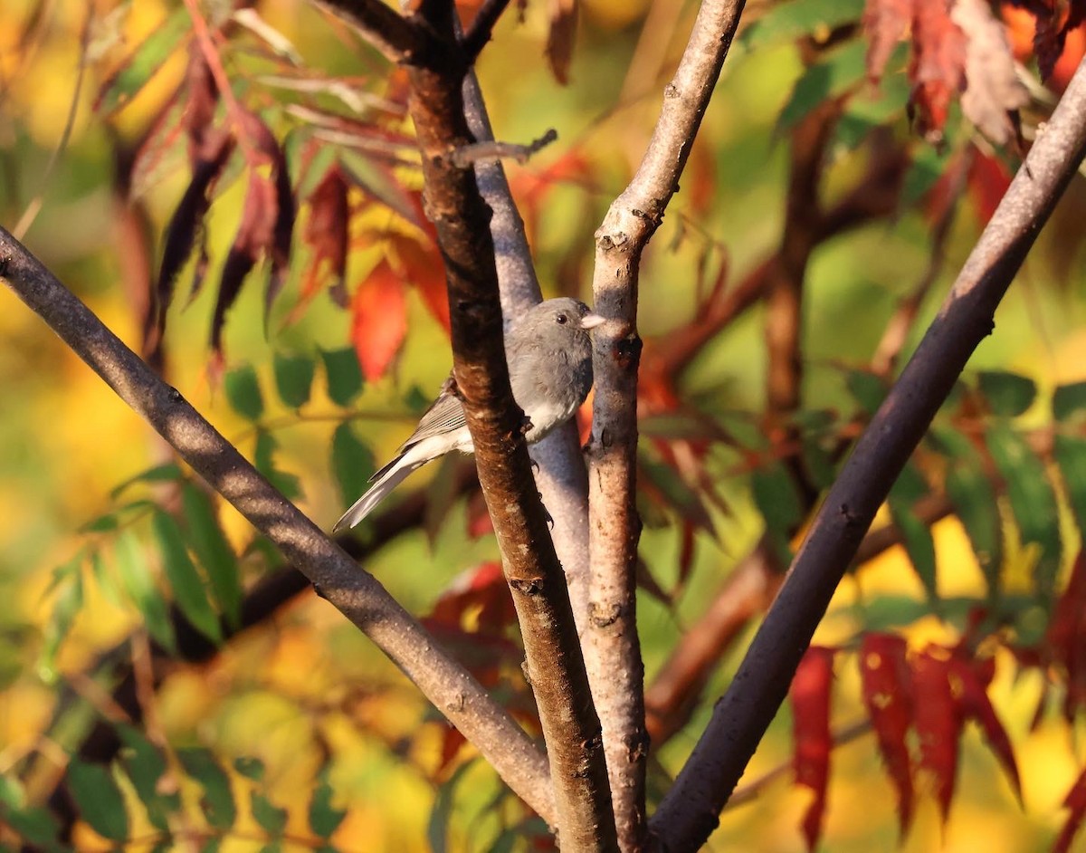 Dark-eyed Junco (Slate-colored) - ML624008060