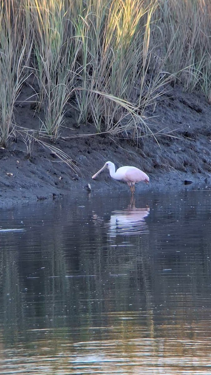 Roseate Spoonbill - ML624008061