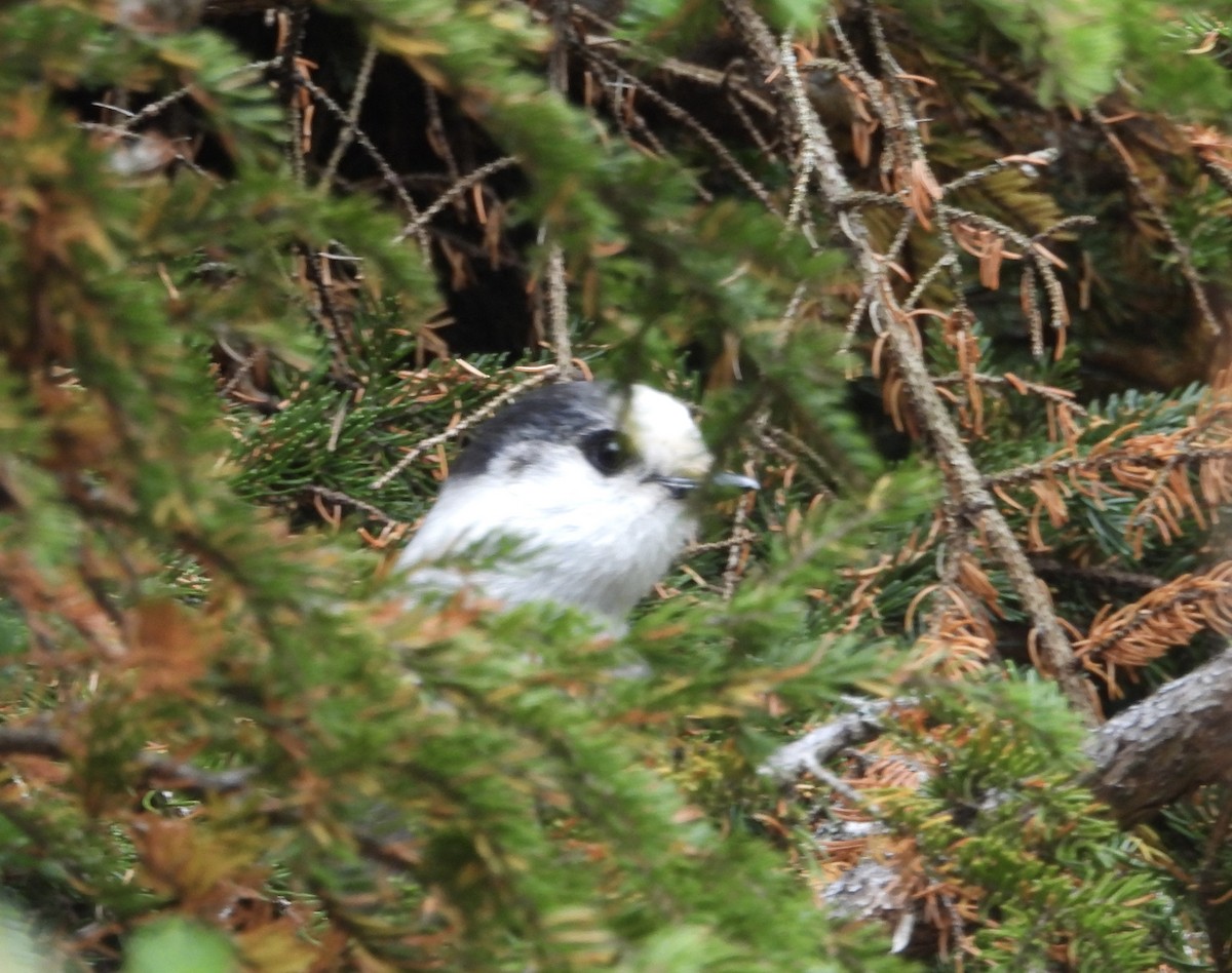 Canada Jay - ML624008068