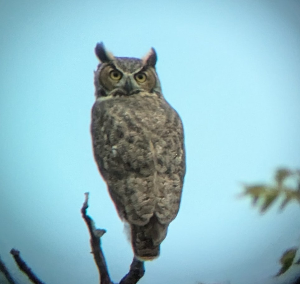 Great Horned Owl - ML624008070