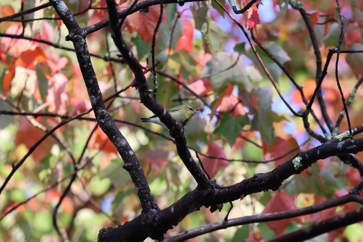 Tennessee Warbler - ML624008071