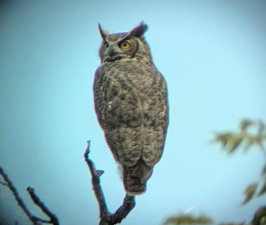 Great Horned Owl - ML624008080