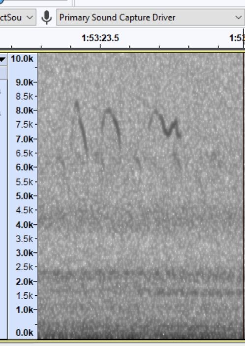 Golden-crowned Kinglet - Jeff Stewart