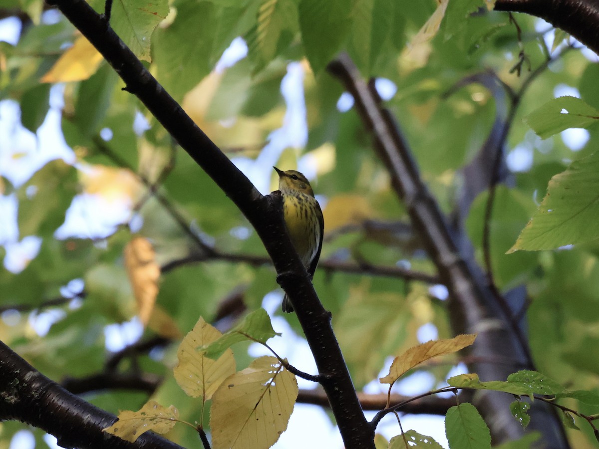 Cape May Warbler - ML624008084