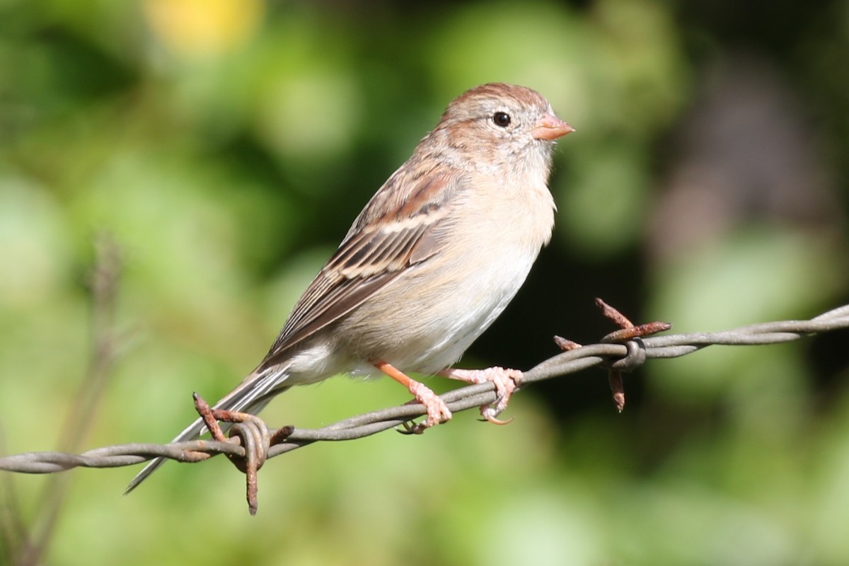 Field Sparrow - ML624008085