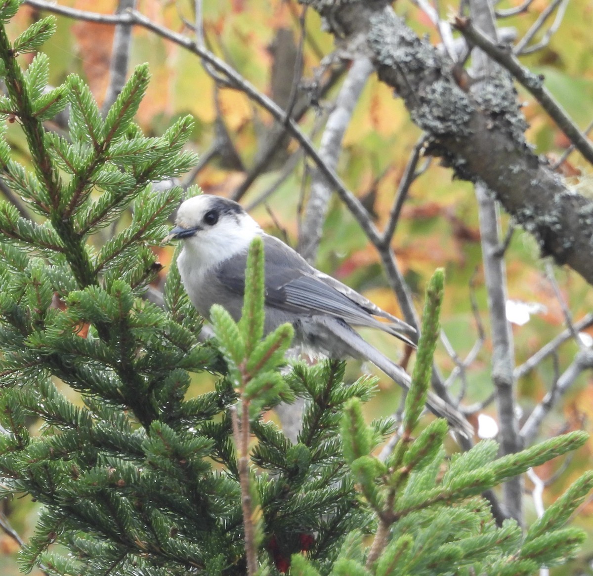 Canada Jay - ML624008090