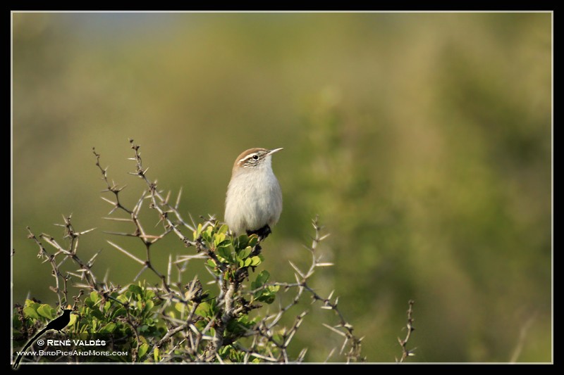 Bewick's Wren - ML624008091