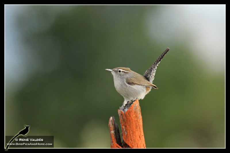 Bewick's Wren - ML624008092