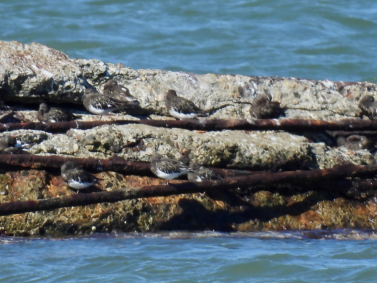 Black Turnstone - ML624008093