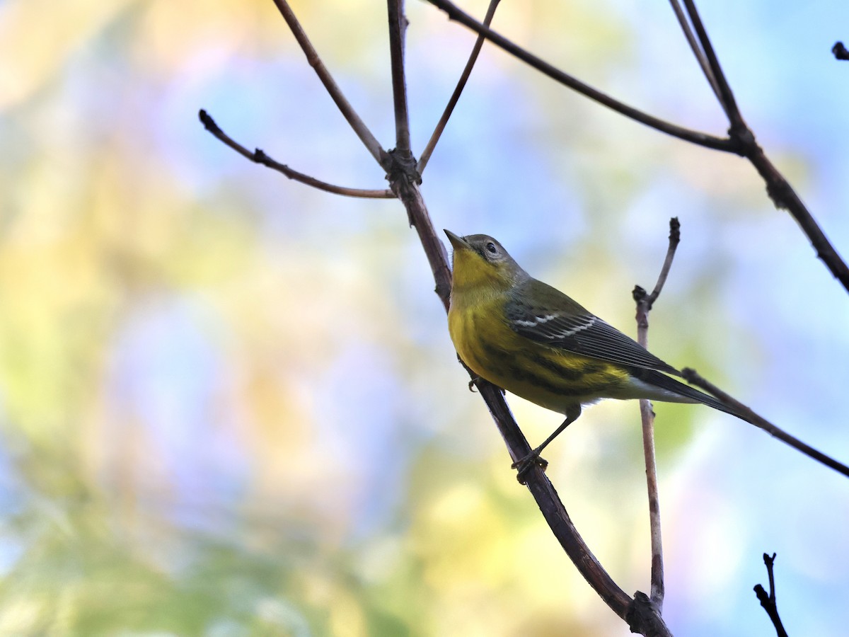 Magnolia Warbler - ML624008094