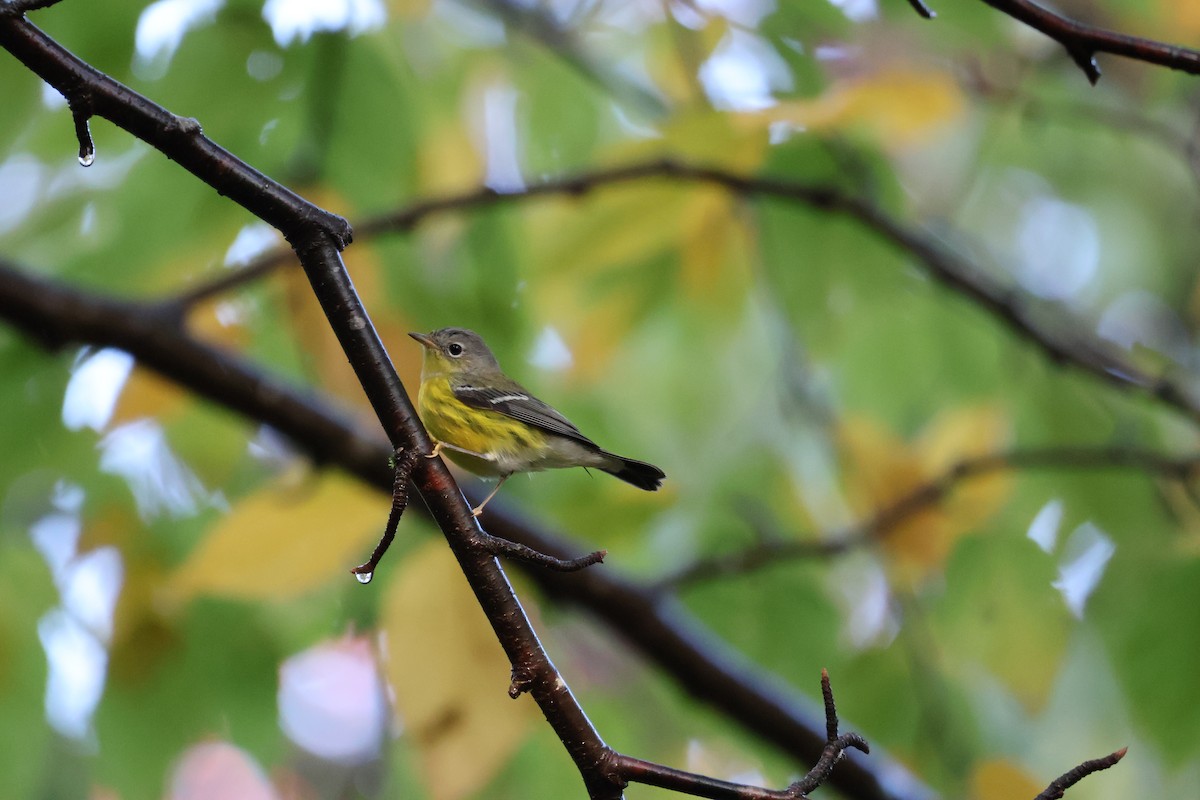 Magnolia Warbler - ML624008096