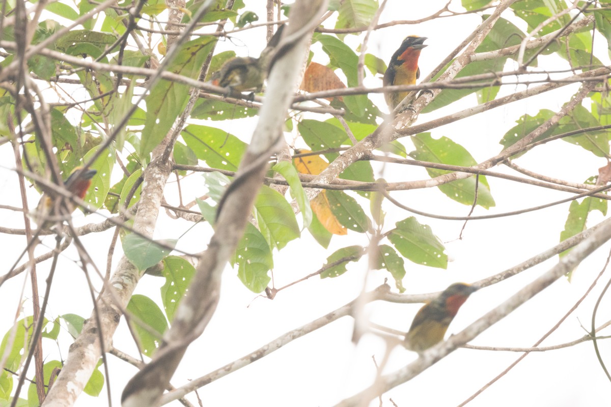 Gilded Barbet - Silvia Faustino Linhares