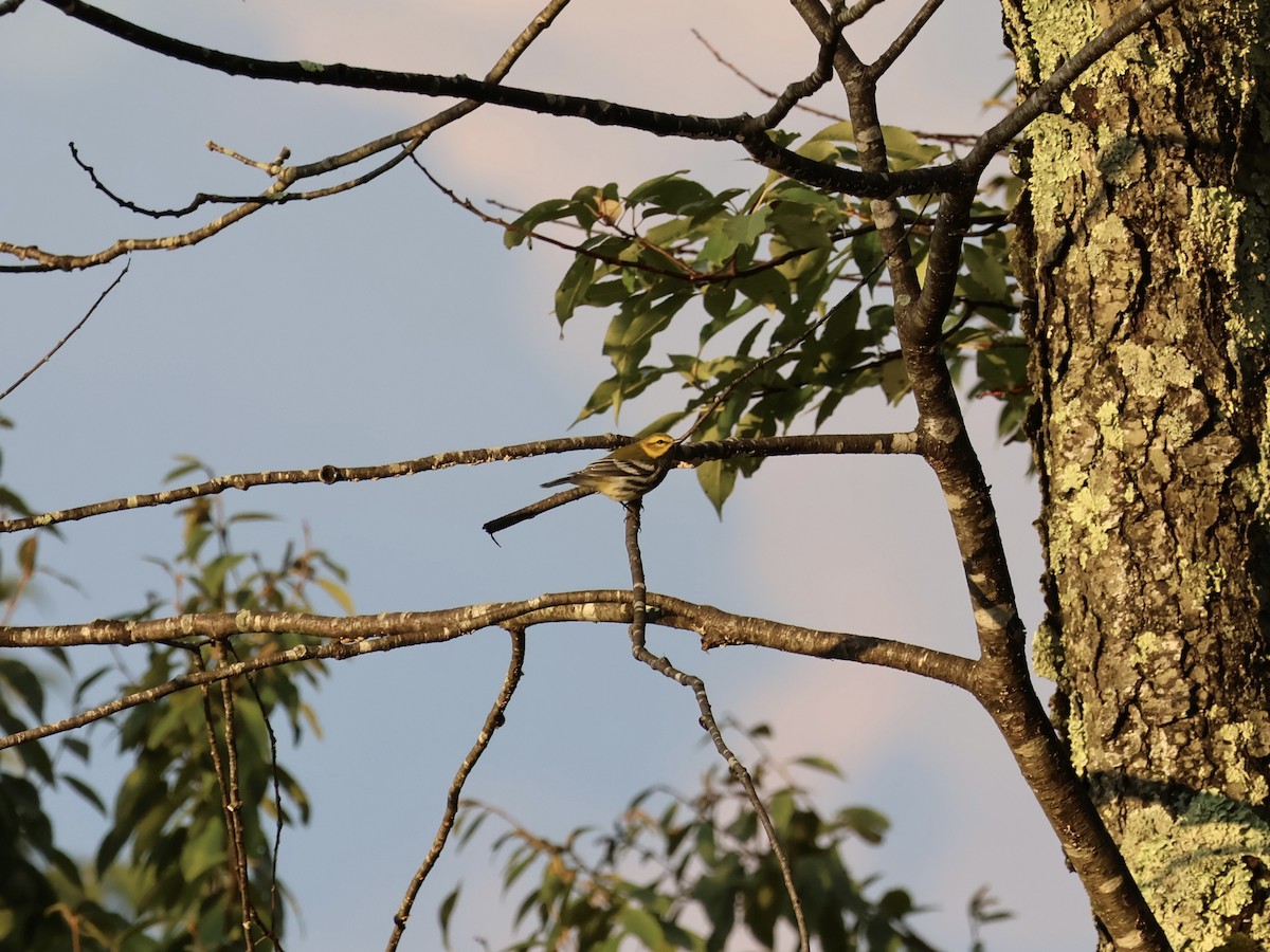 Black-throated Green Warbler - ML624008116