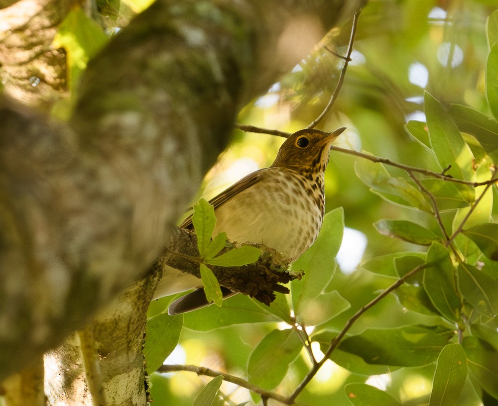 Swainson's Thrush - ML624008152