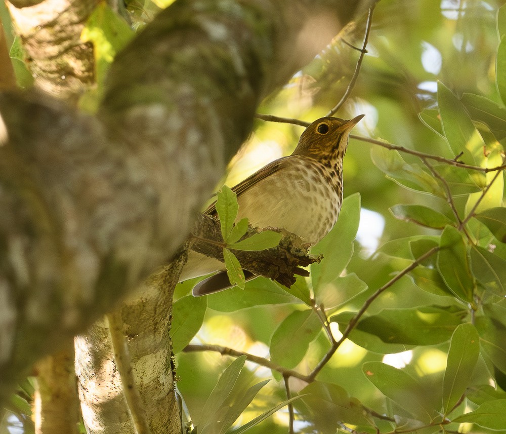 Swainson's Thrush - ML624008153