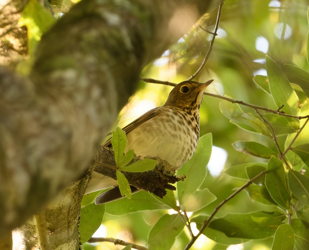 Swainson's Thrush - ML624008155