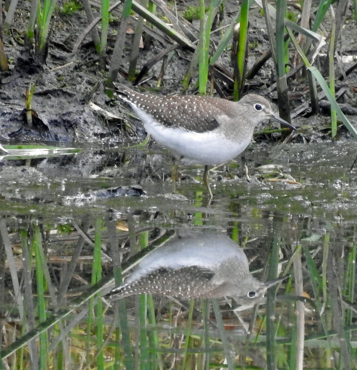 Solitary Sandpiper - ML624008179