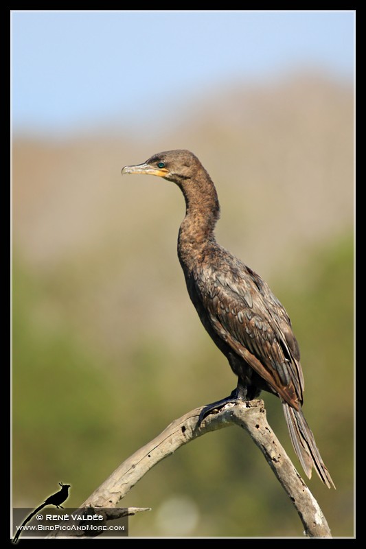 Cormorán Biguá - ML624008180