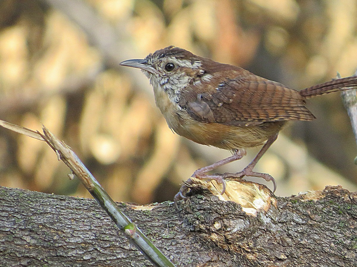 Carolina Wren - Marianne Friers