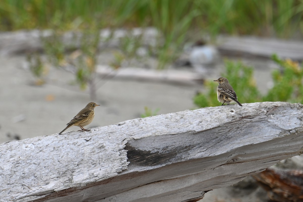 American Pipit - ML624008199