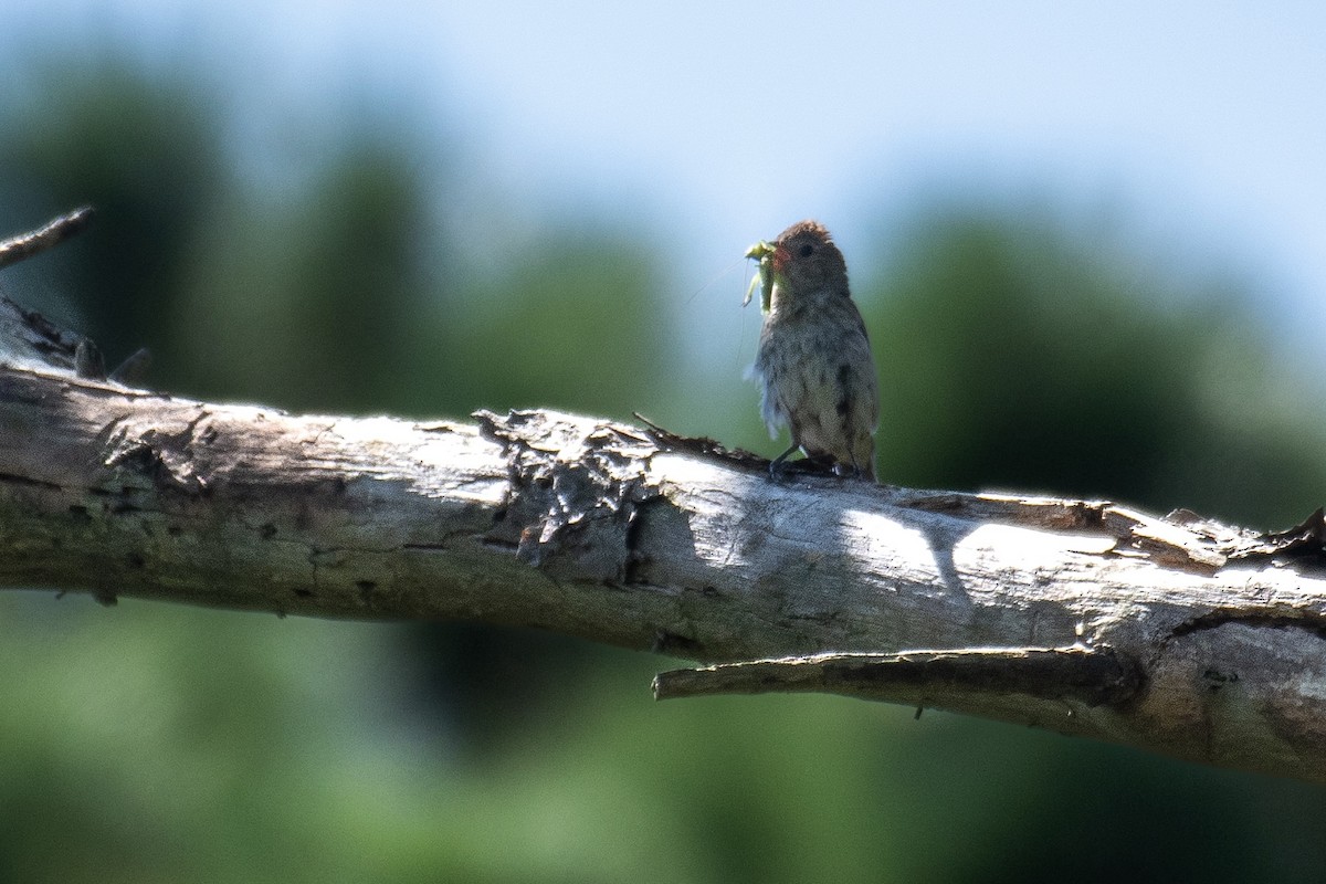 Indigo Bunting - ML624008219