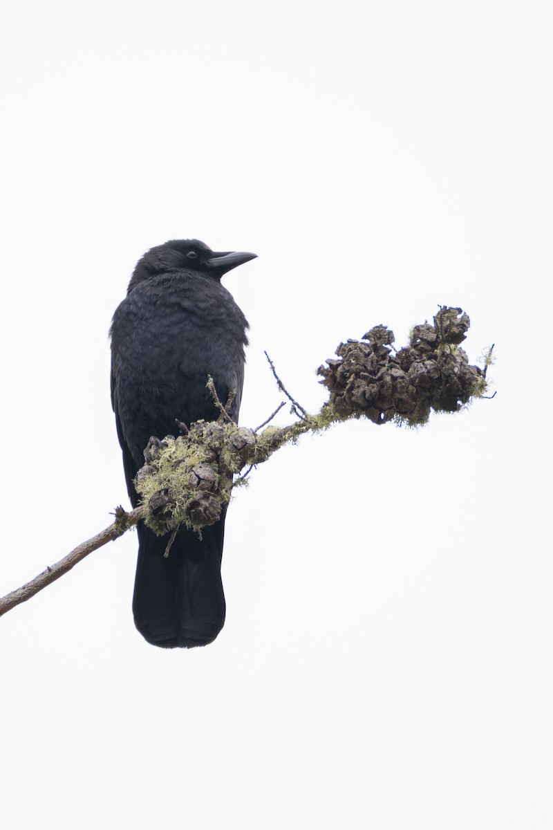 American Crow - ML624008225