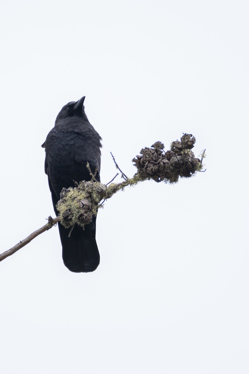 American Crow - ML624008226