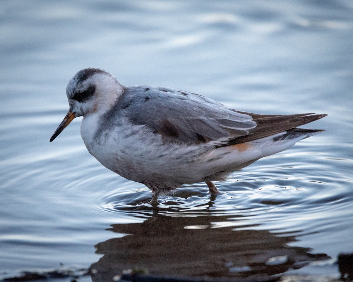 Red Phalarope - ML624008239