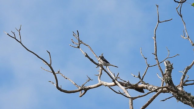 Loggerhead Shrike - ML624008240