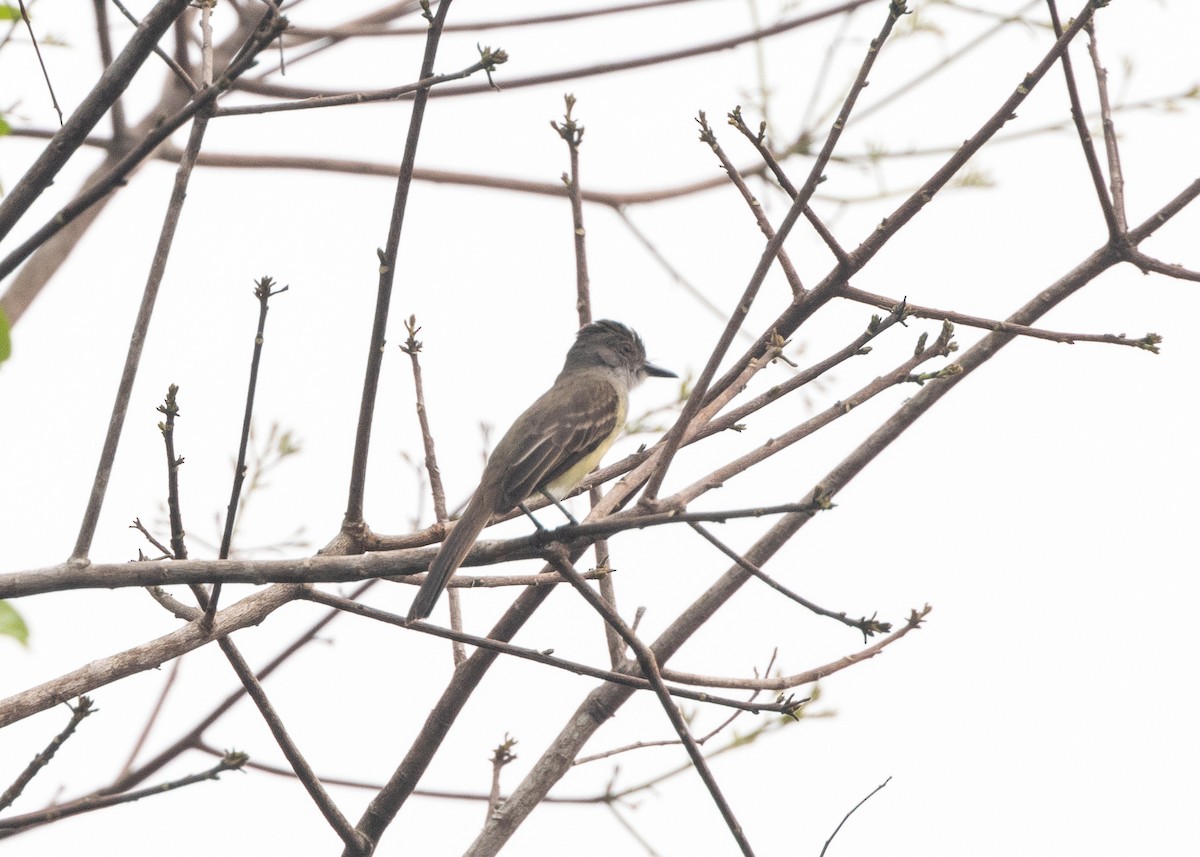 Short-crested Flycatcher - ML624008250