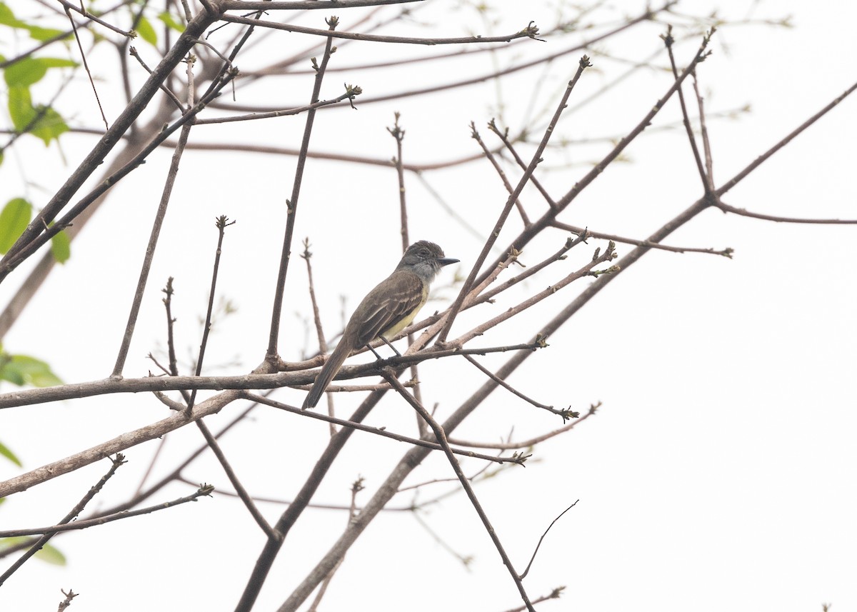 Short-crested Flycatcher - ML624008251