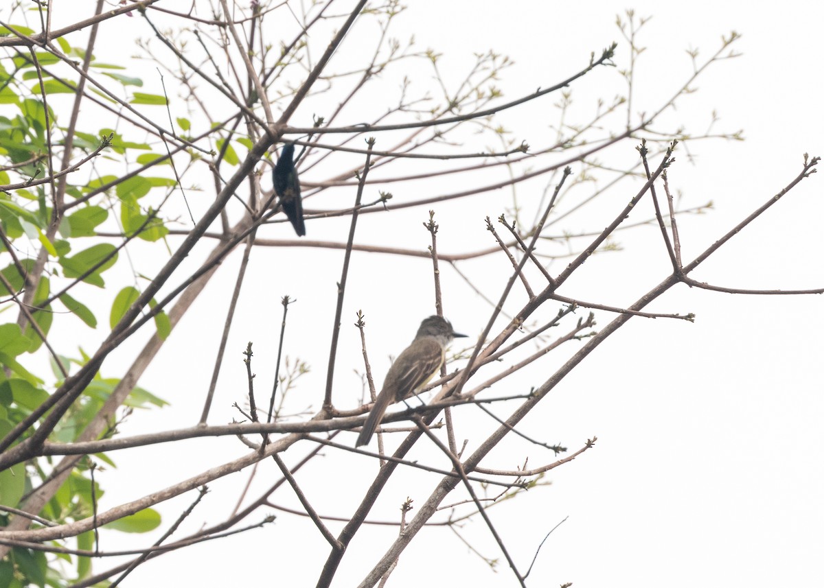 Short-crested Flycatcher - ML624008252