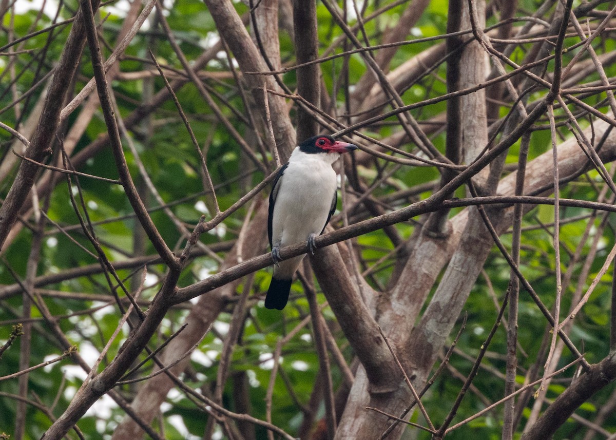 Black-tailed Tityra - ML624008269