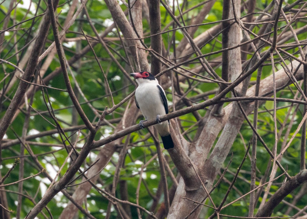 Black-tailed Tityra - ML624008270