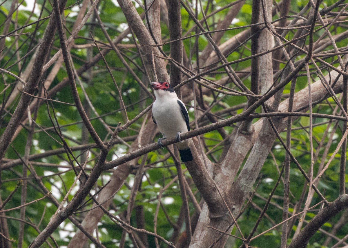 Black-tailed Tityra - ML624008271